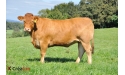 EWEK - Limousin